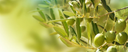 Huiles d'olives